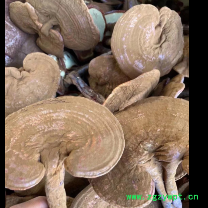 长白山灵芝 带粉灵芝赤灵芝 可以免费切片500克图2