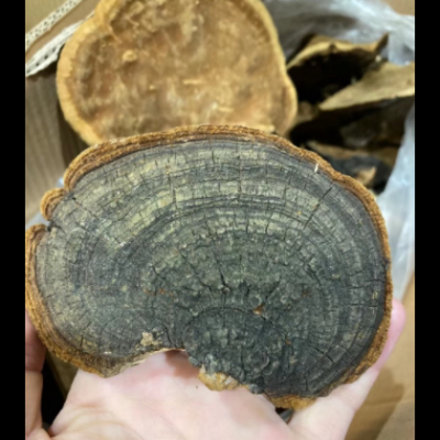 产地货源桑黄散装批发销售桑树桑黄灵芝可切片传统中药材