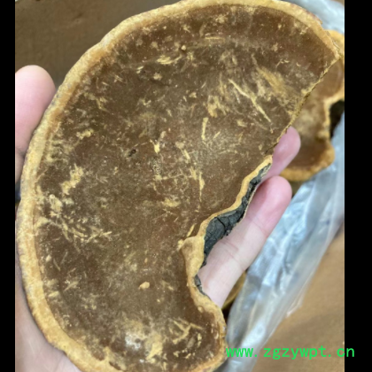 产地货源桑黄散装批发销售桑树桑黄灵芝可切片传统中药材图2