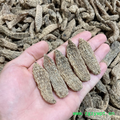 长白山天麻 大自然的 红天麻个产地大货源批发黄天麻无熏硫中药材图2