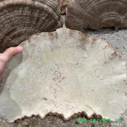 平盖灵芝 东北长白山散装平盖赤灵芝 特产大灵芝批发 大块1-2斤图3