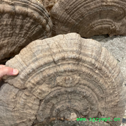 平盖灵芝 东北长白山散装平盖赤灵芝 特产大灵芝批发 大块1-2斤图2