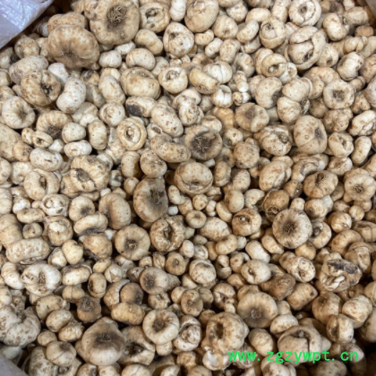 长白山贝母 无硫磺无漂白的非种植的 500克图2