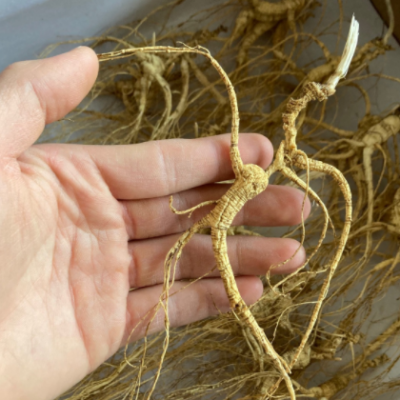 长白山人参 15年林下山参 干人参林下籽参