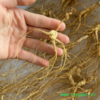 长白山人参 15年林下山参 干人参林下籽参图2