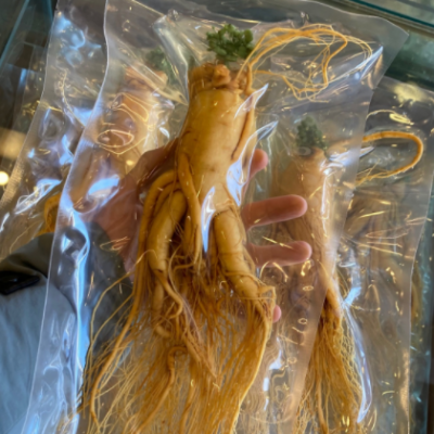 长白山人参 新鲜人参保鲜参特大毛重400克左右