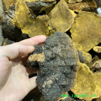 西藏桑黄 大自然桑黄 天然桑树桑黄500克图3