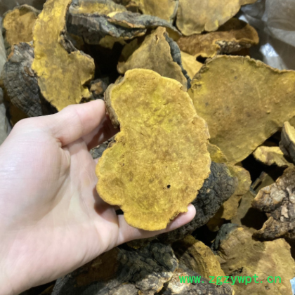 西藏桑黄 大自然桑黄 天然桑树桑黄500克图2