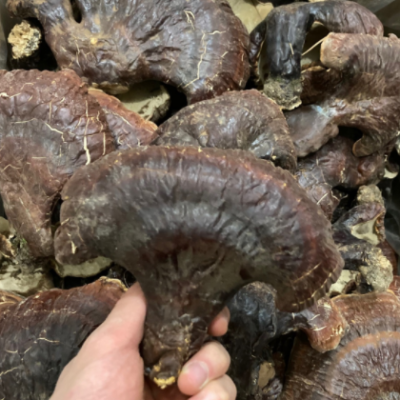 长白山灵芝 野外生长灵芝 非种植灵芝林下灵芝菌味浓不苦500克