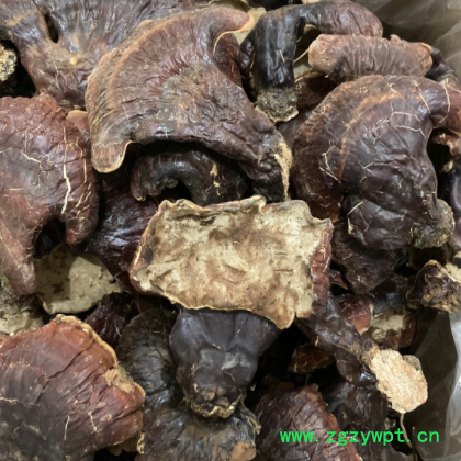 长白山灵芝 野外生长灵芝 非种植灵芝林下灵芝菌味浓不苦500克图3