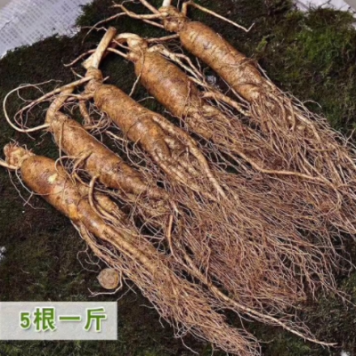 长白山人参新鲜人参一手货源批发 招代理一件代发