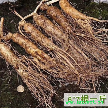 长白山人参新鲜人参一手货源批发 招代理一件代发图2