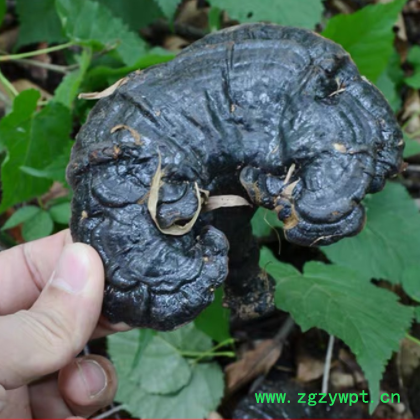 批发长白山深山黑灵芝 东北特产 整支灵芝500克/件 林芝切片一斤