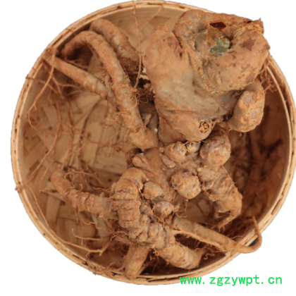 2020年云南文山新鲜三七500克包邮 新鲜三七泡酒 新鲜发货图3