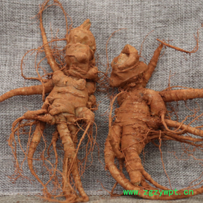 2020年云南文山新鲜三七500克包邮 新鲜三七泡酒 新鲜发货图2