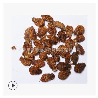 中药材 蚕蛹干 蚕蛹