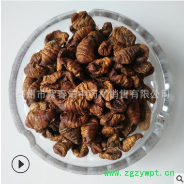 中药材 蚕蛹干 蚕蛹图3