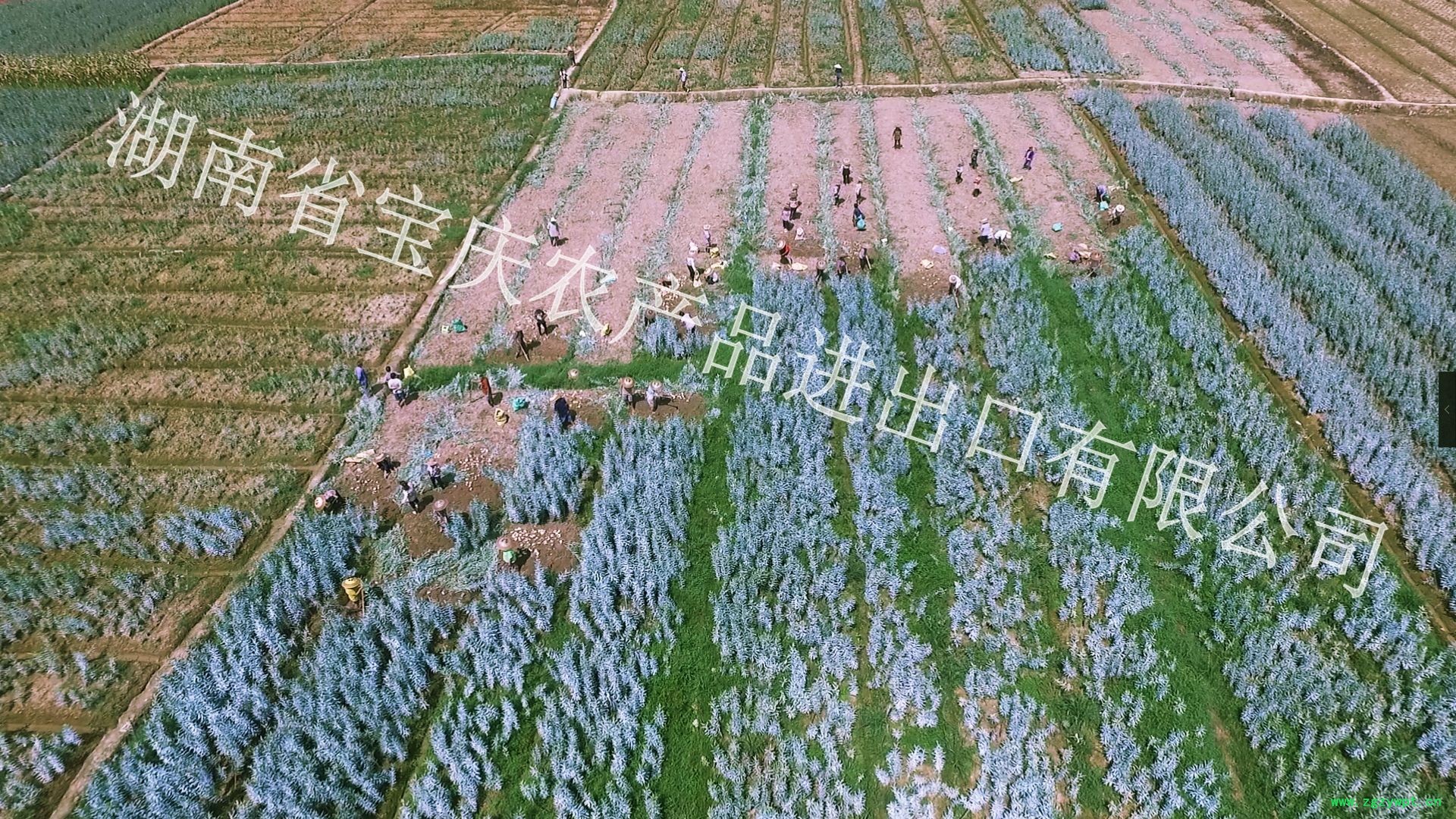 7丰收百合_conew1