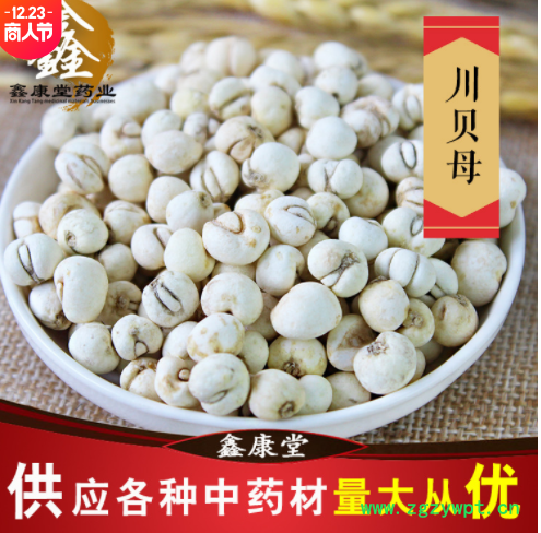 供应贝母干净无杂川贝母 各种规格新货浙贝母 承接订单贝母