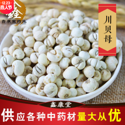 供应贝母干净无杂川贝母 各种规格新货浙贝母 承接订单贝母