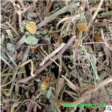 中药材天文草 金纽扣 别名雨伞草 小铜锤草 云南黄花苦草切段干货图2