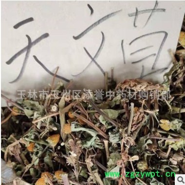 中药材天文草 金纽扣 别名雨伞草 小铜锤草 云南黄花苦草切段干货图3
