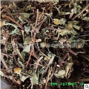 中药材天文草 金纽扣 别名雨伞草 小铜锤草 云南黄花苦草切段干货