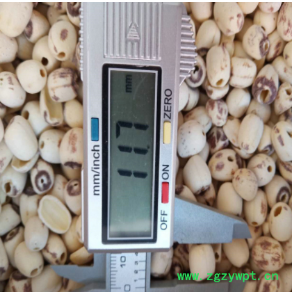 刮皮去芯莲子 白莲子图2