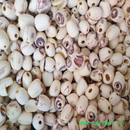 刮皮去芯莲子 白莲子图3