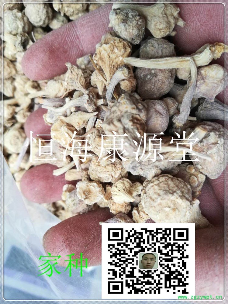 珠子参22_副本1.jpg
