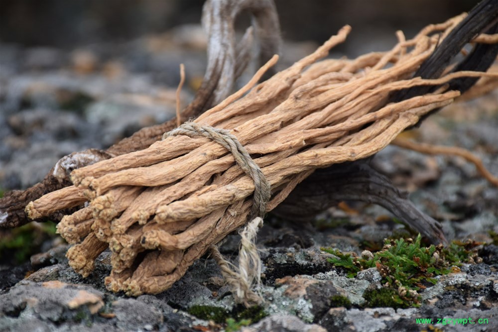 undefined DSC_0171.JPG