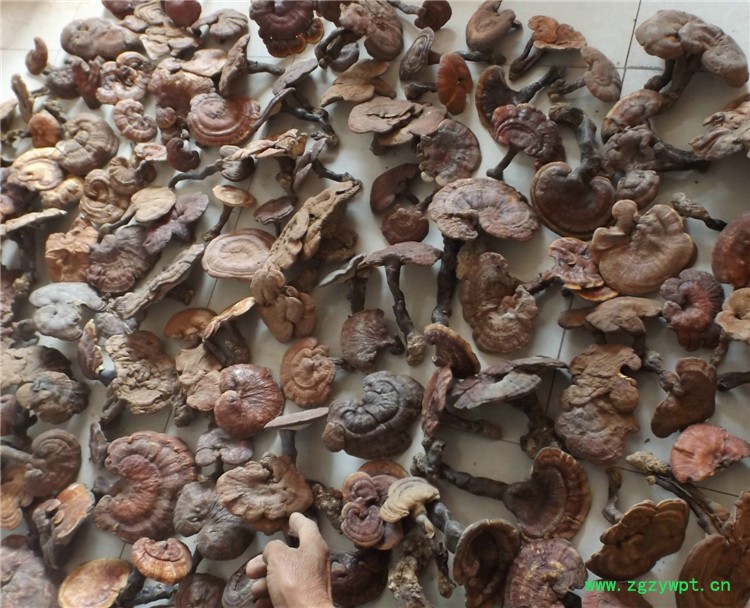 复件 灵芝DSCF0269_副本.jpg