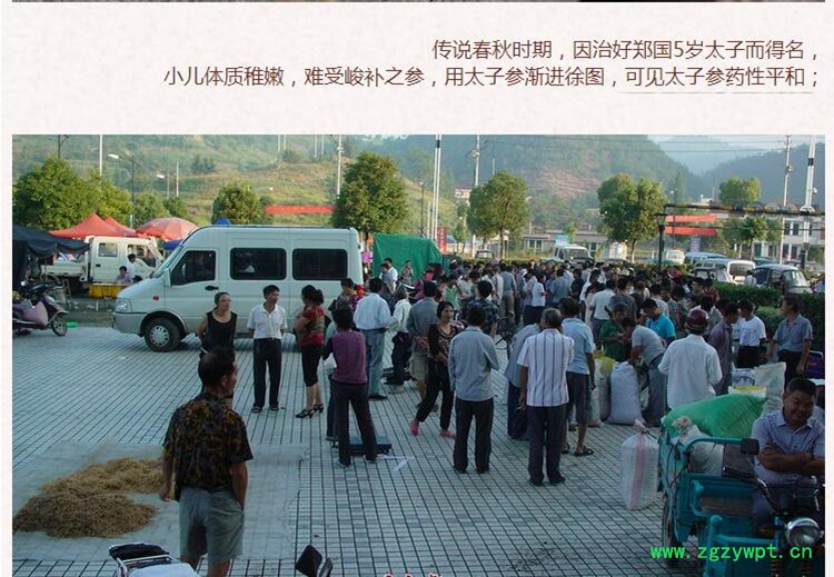 选太子参2 (2).jpg