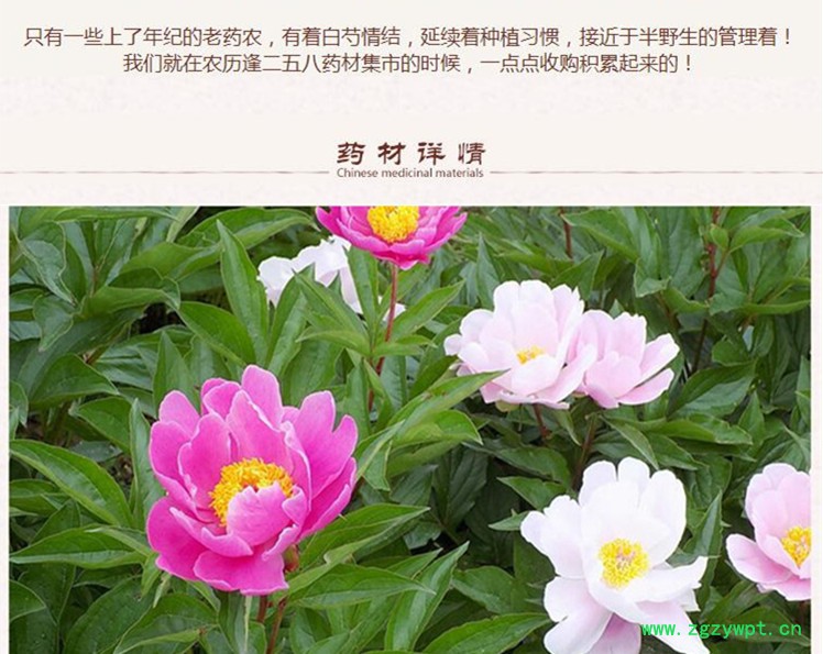 四等白芍2.jpg