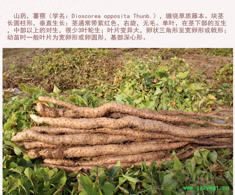铁棍统山药4.jpg