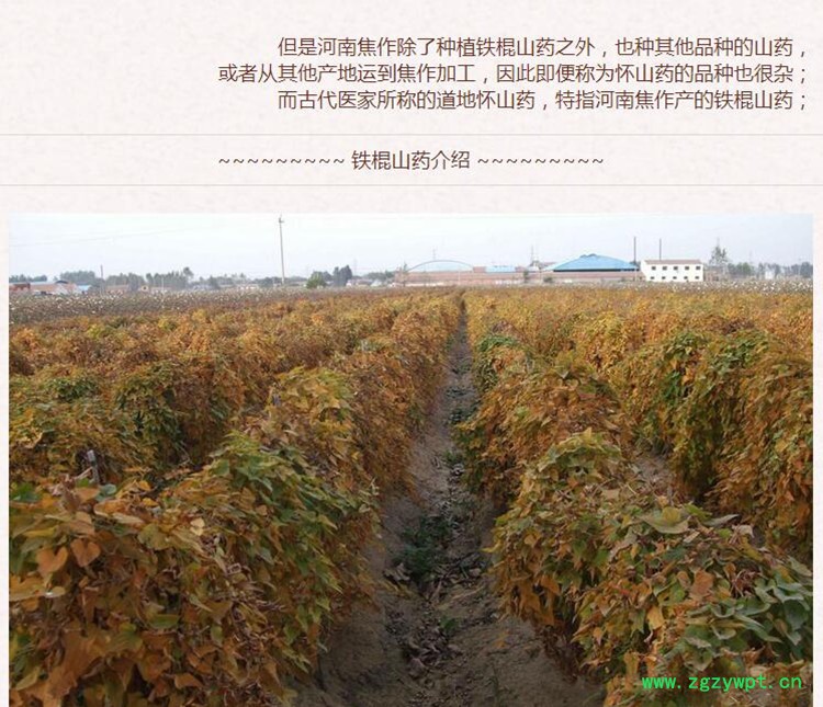 铁棍统山药3.jpg