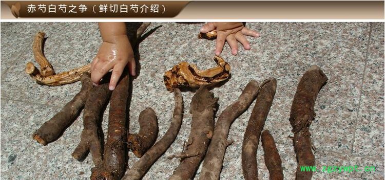 白芍鲜片3.jpg