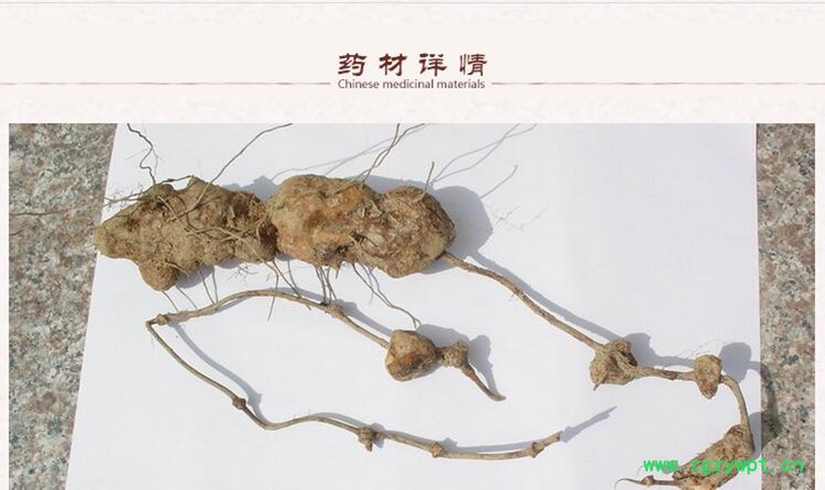 土茯苓2.jpg