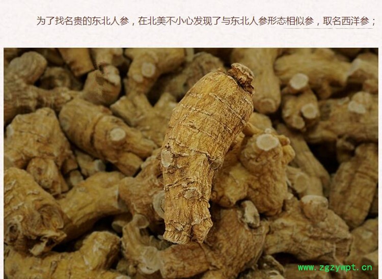 西洋参3.jpg