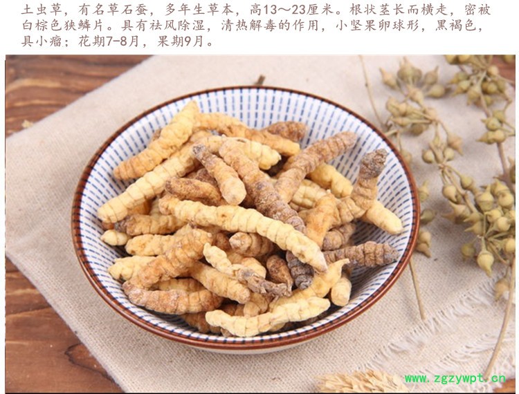 土虫草3.jpg
