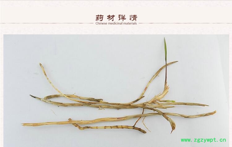 白茅根2.jpg