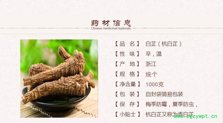 白芷个1.jpg
