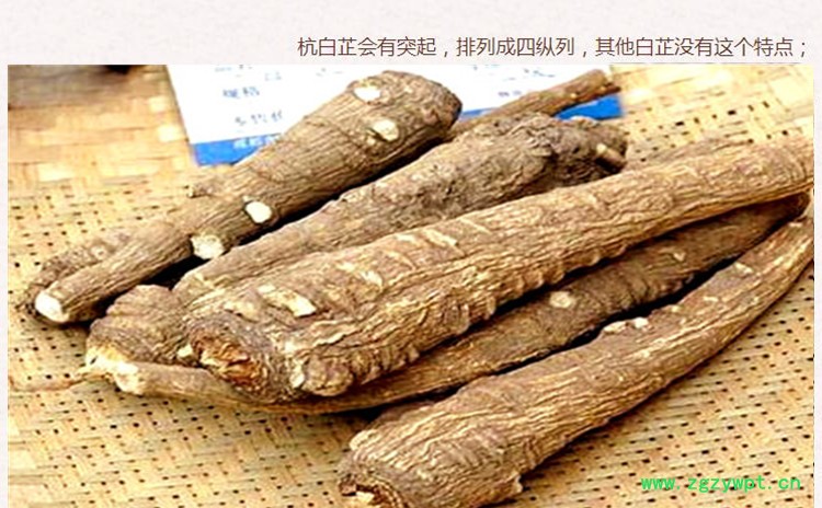 白芷个3.jpg