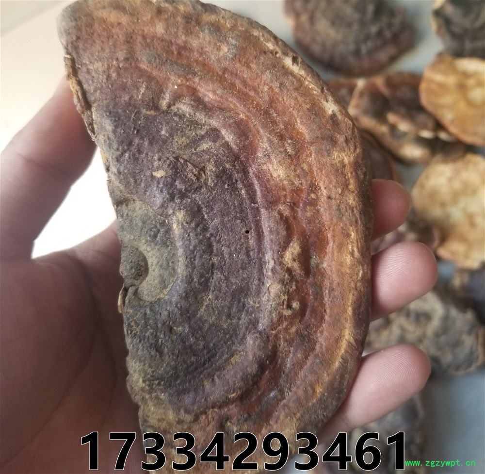 无柄赤芝 (5).jpg