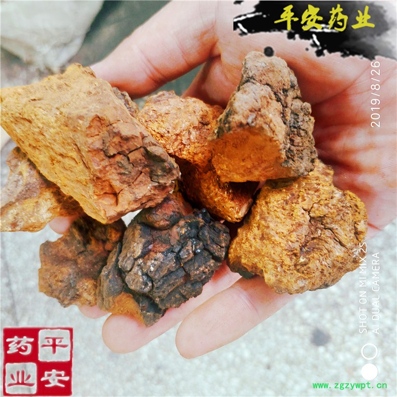 白桦茸桦树泪桦褐孔菌以勒_副本.jpg