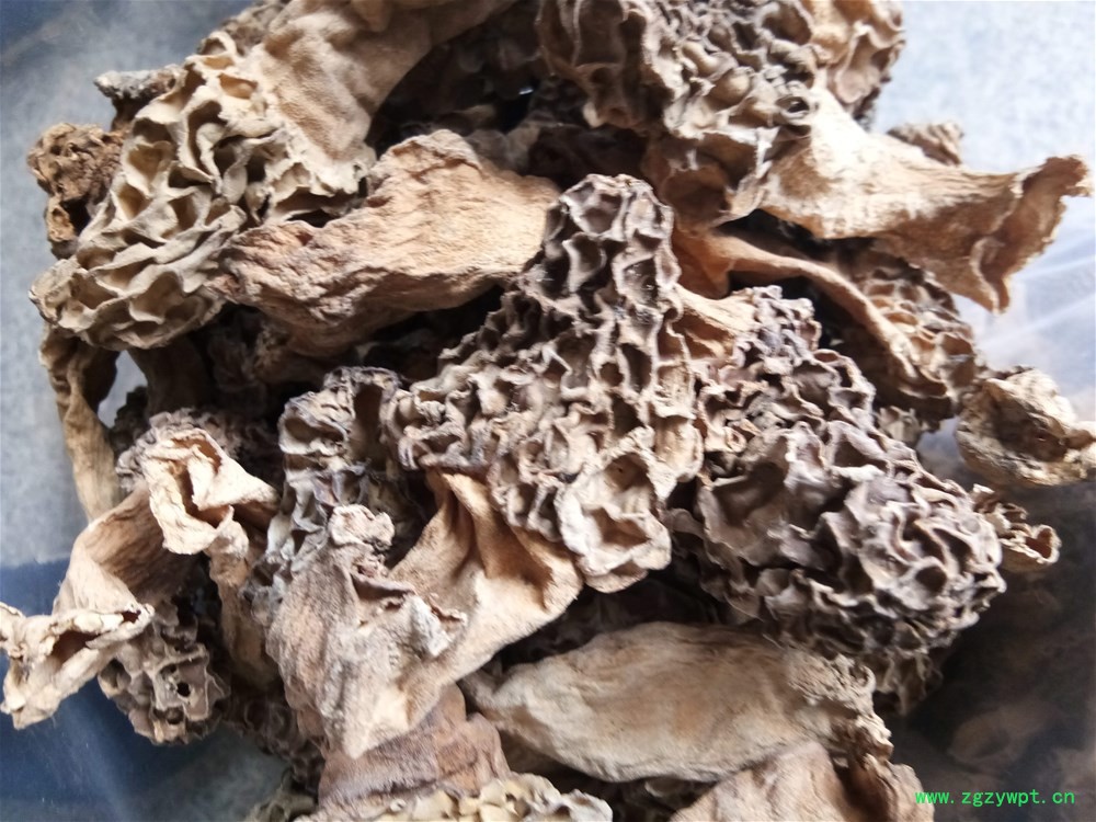 羊肚菌家种 (2).jpg