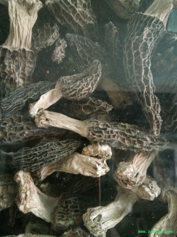 羊肚菌西藏 (1).jpg