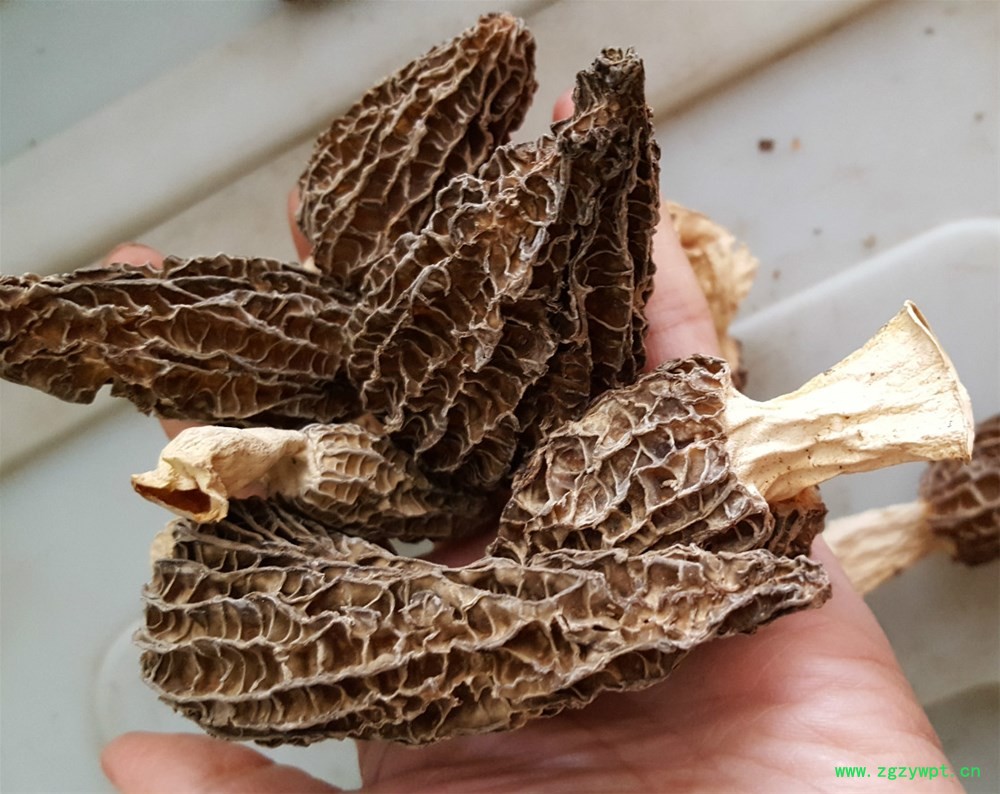 羊肚菌2_meitu_9.jpg