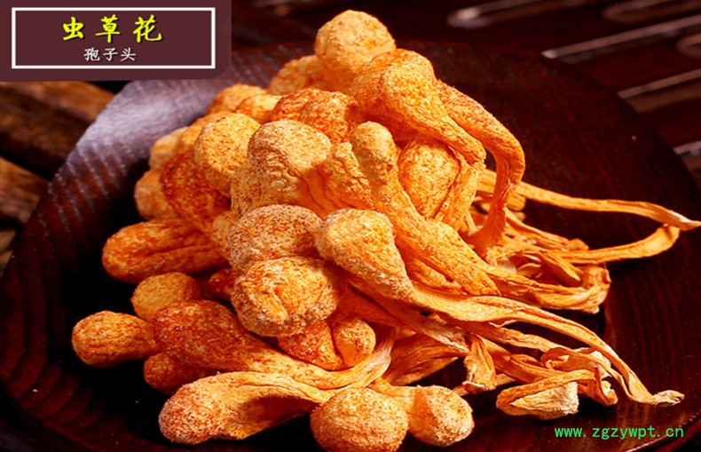 虫草花1.jpg