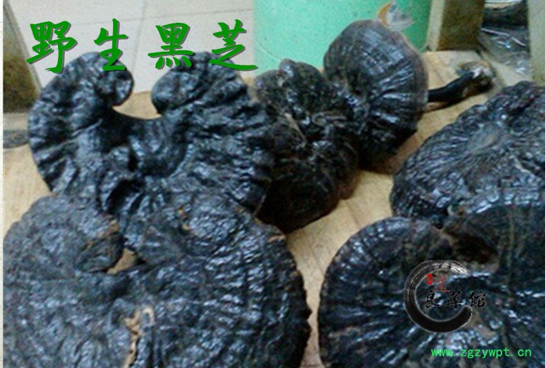 黑芝1 .jpg